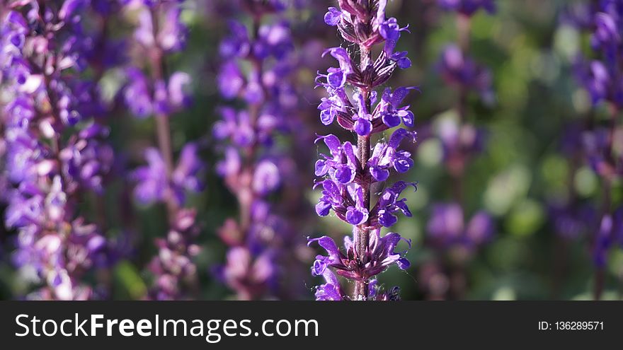 Plant, English Lavender, Lavender, Purple