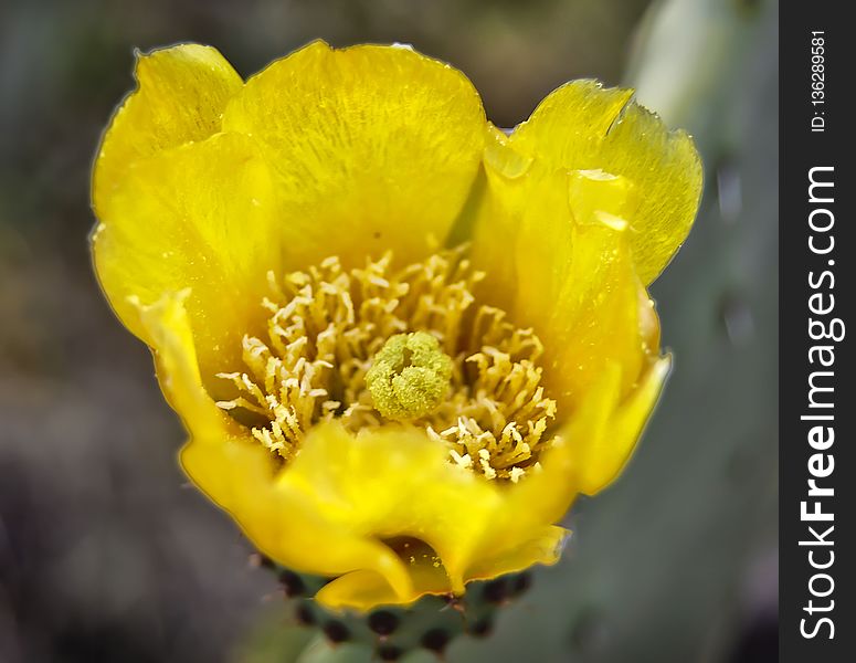 Yellow, Flower, Wildflower, Flora