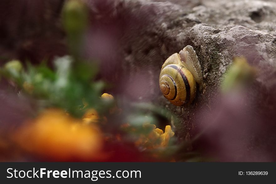 Snail, Snails And Slugs, Close Up, Macro Photography