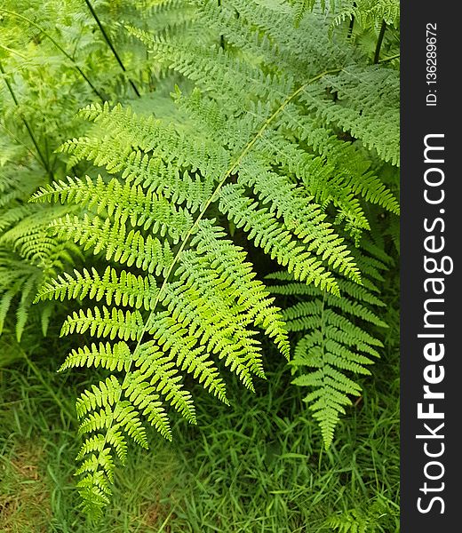 Ferns And Horsetails, Vegetation, Plant, Fern