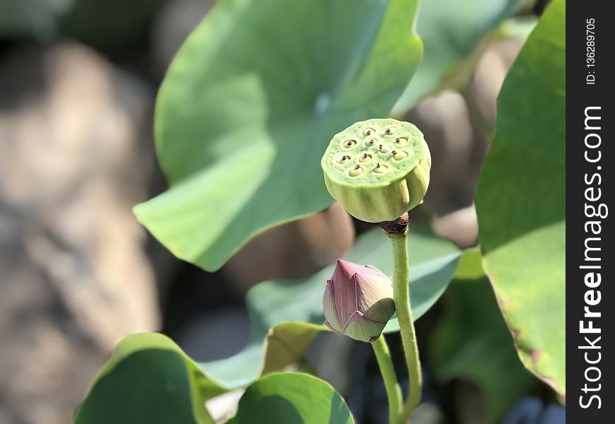 Plant, Flower, Sacred Lotus, Lotus