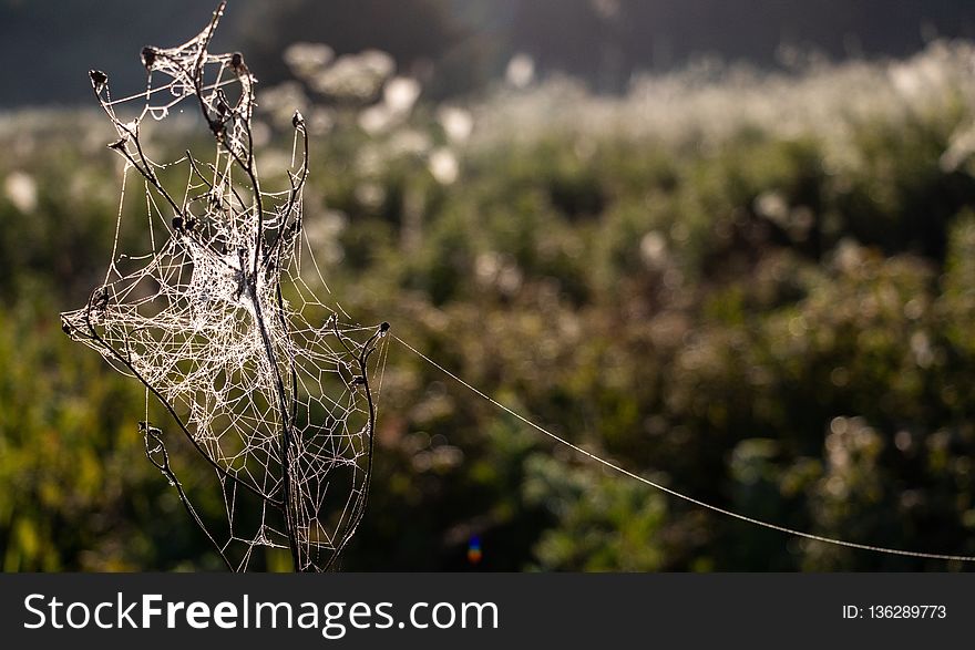 Spider Web, Water, Moisture, Grass