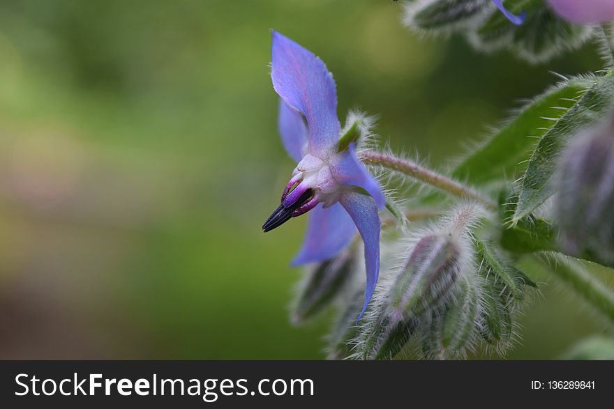 Flora, Plant, Flower, Flowering Plant