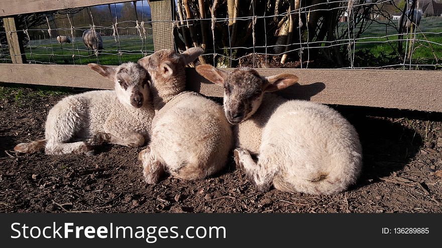 Sheep, Fauna, Goats, Livestock