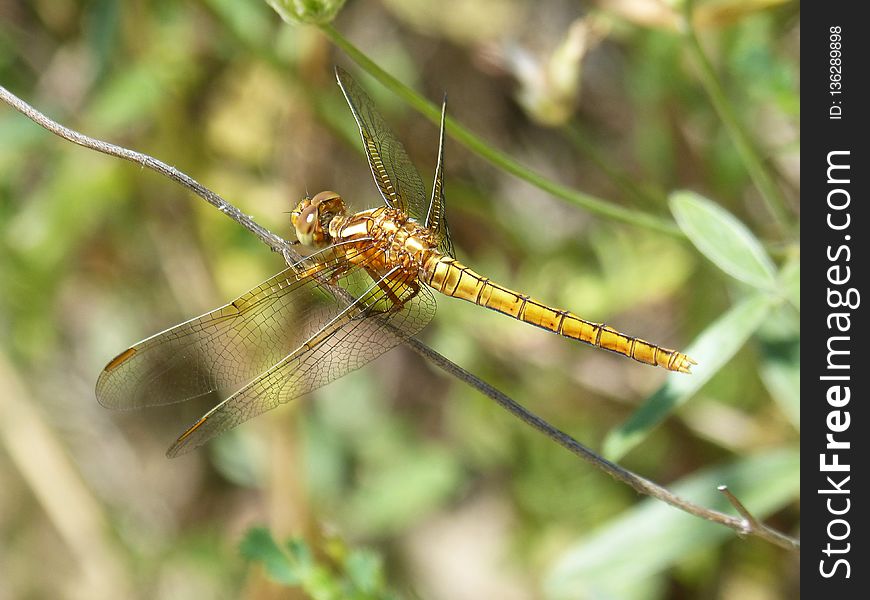 Insect, Dragonfly, Invertebrate, Fauna