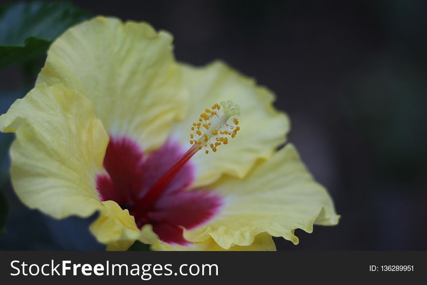 Flower, Yellow, Flowering Plant, Hibiscus