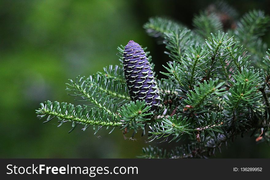 Pine Family, Ecosystem, Spruce, Tree