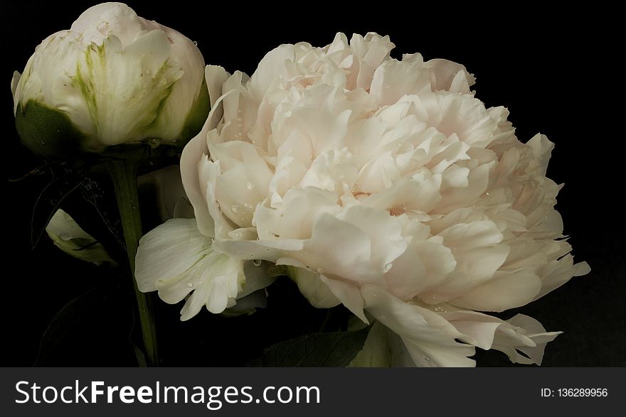 Flower, White, Plant, Flowering Plant