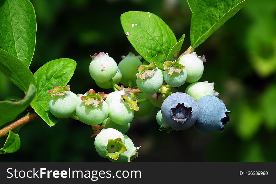 Flora, Berry, Plant, Huckleberry