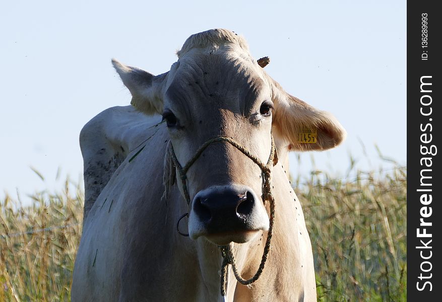 Cattle Like Mammal, Dairy Cow, Pasture, Fauna