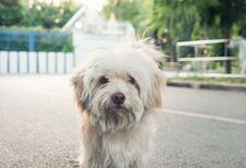 White Shabby Small Dog Looking At Camera In Park Royalty Free Stock Images