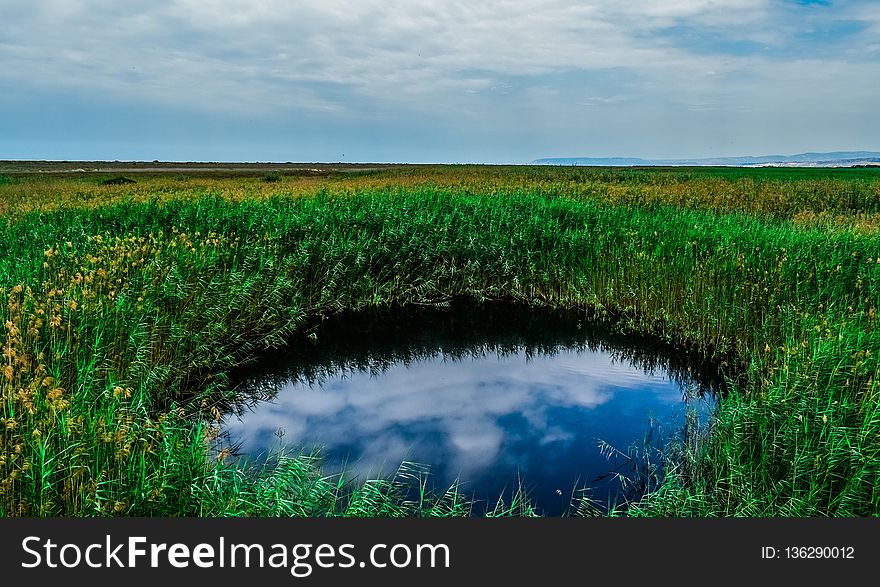 Vegetation, Wetland, Water Resources, Nature Reserve