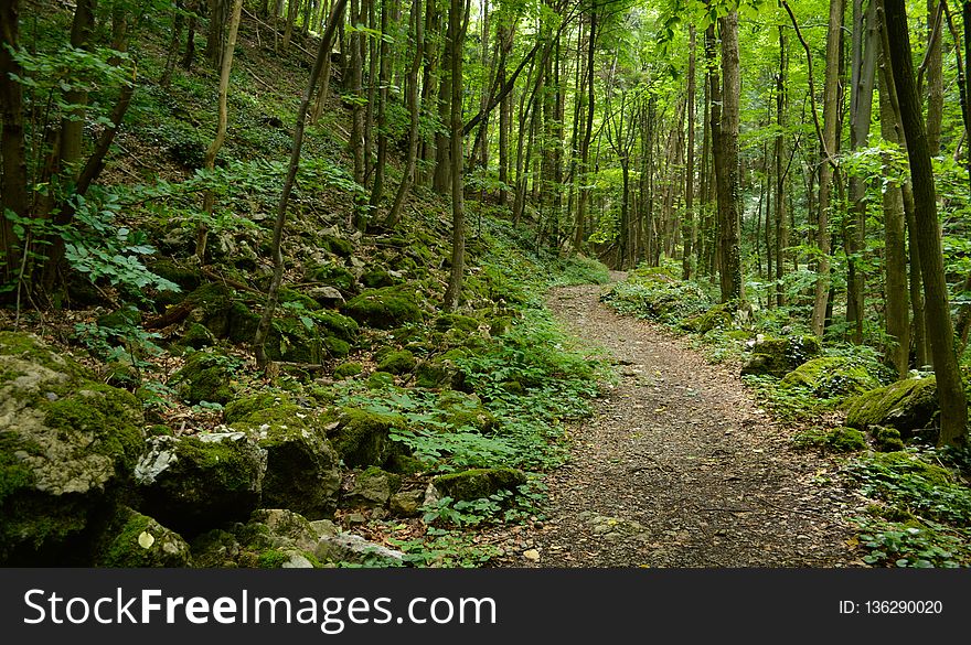 Vegetation, Forest, Ecosystem, Nature Reserve