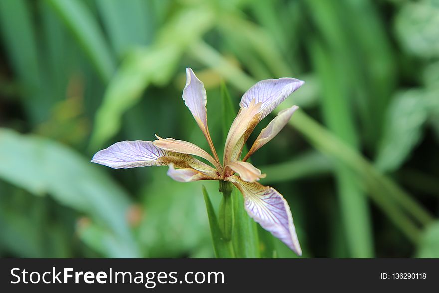 Plant, Flower, Flora, Iris Family