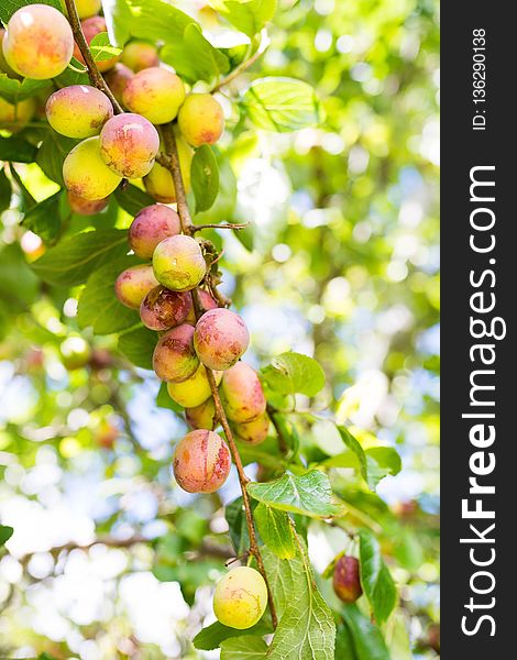 Fruit, Fruit Tree, Branch, Cherry