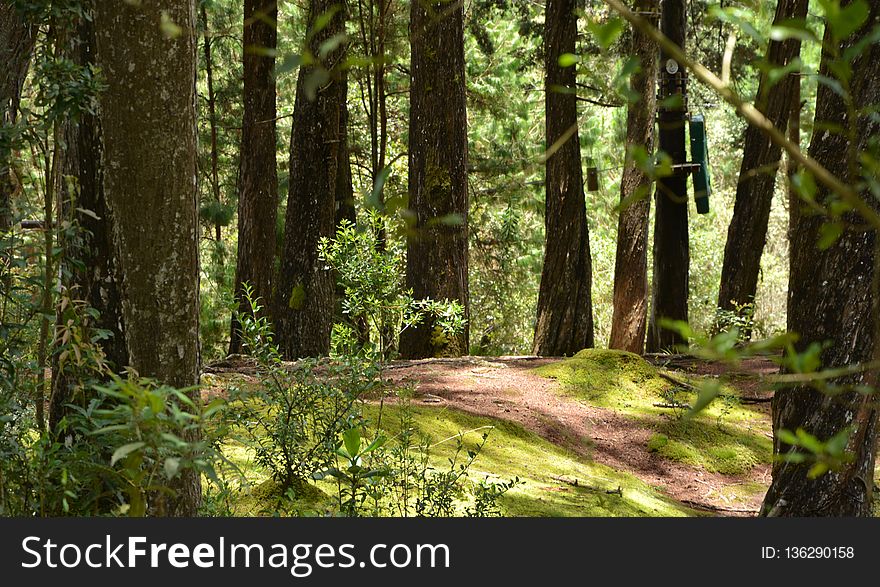 Vegetation, Forest, Ecosystem, Woodland