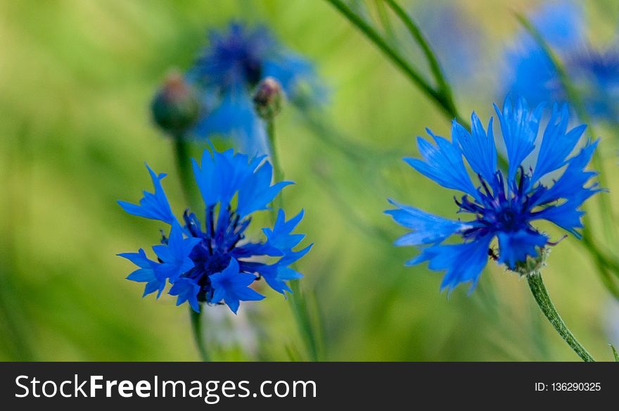 Flower, Wildflower, Plant, Flora