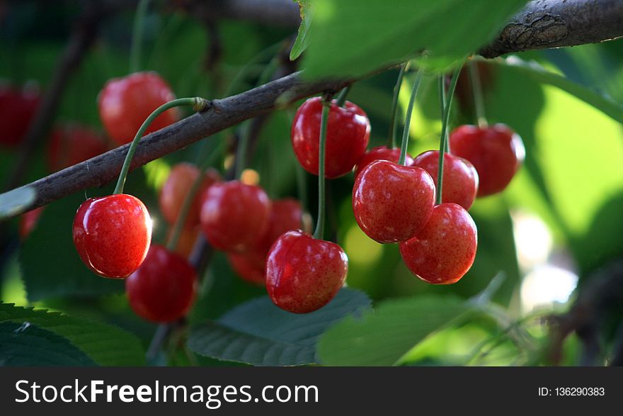 Cherry, Fruit, Berry, Schisandra