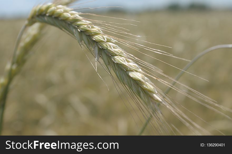 Food Grain, Wheat, Rye, Triticale