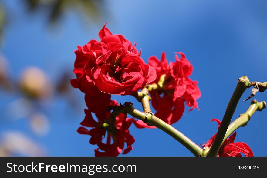 Blossom, Branch, Sky, Spring