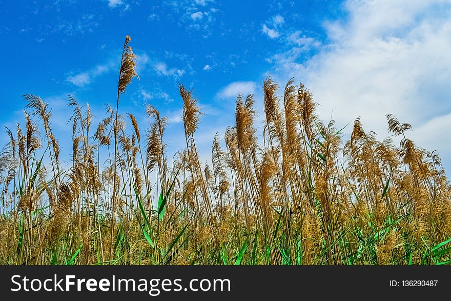 Sky, Crop, Grass Family, Field