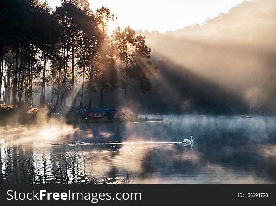 Sunrise on pine forest with foggy and white swan in reservoir