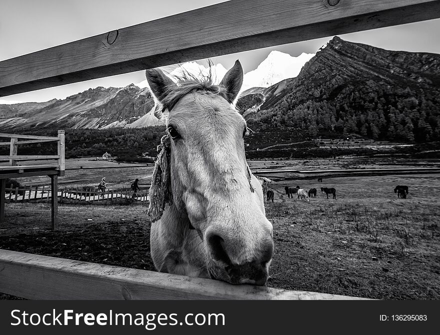 Young Horse In Meadow With Mountain Range Background