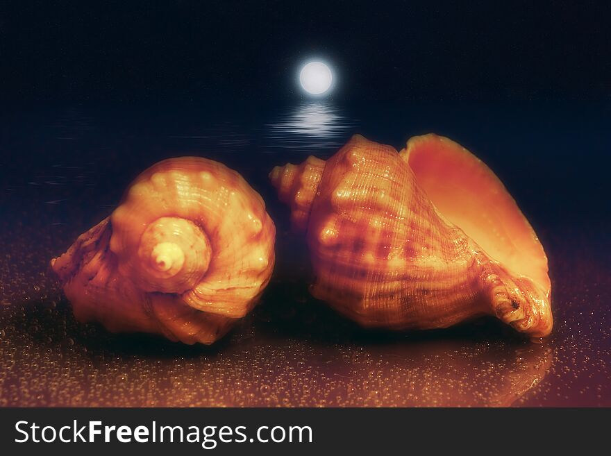 Lunar Night Seascape With Two Shells On The Shore. Moonwalk. Two Rapana Venosa. Venous Rapana