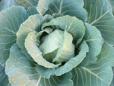 Green Cabbage Stock Photography Green Cabbage Stock Photography