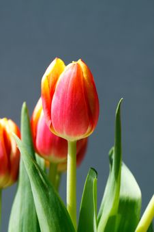 Orange And Yellow Tulips Royalty Free Stock Photography