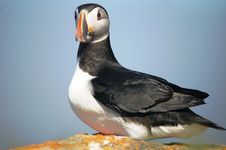 North Atlantic Puffin Stock Photography