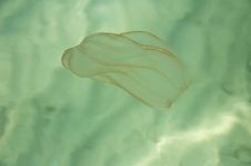 Jellyfish Royalty Free Stock Photos Jellyfish Royalty Free Stock Photos