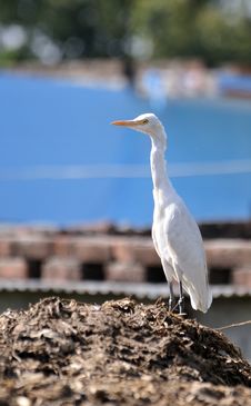 White Cattle Egret Stock Photography White Cattle Egret Stock Photography