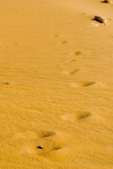 Desert Footprints Stock Image Desert Footprints Stock Image