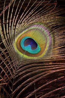 Peacock Feather Royalty Free Stock Photo Peacock Feather Royalty Free Stock Photo