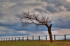 Lonely Tree Royalty Free Stock Image Lonely Tree Royalty Free Stock Image