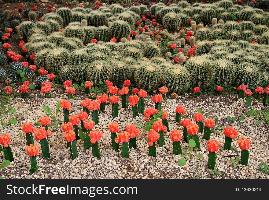 Colorful cactus as a background. Colorful cactus as a background