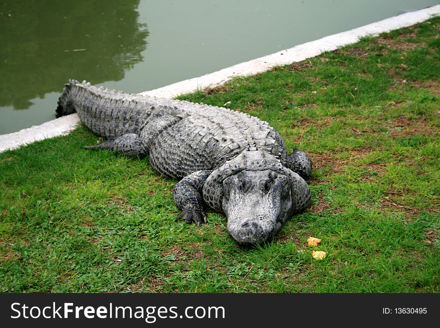 The crocodile on the beach of pool