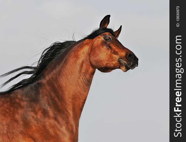 Bay arabian stallion on sky background. Bay arabian stallion on sky background