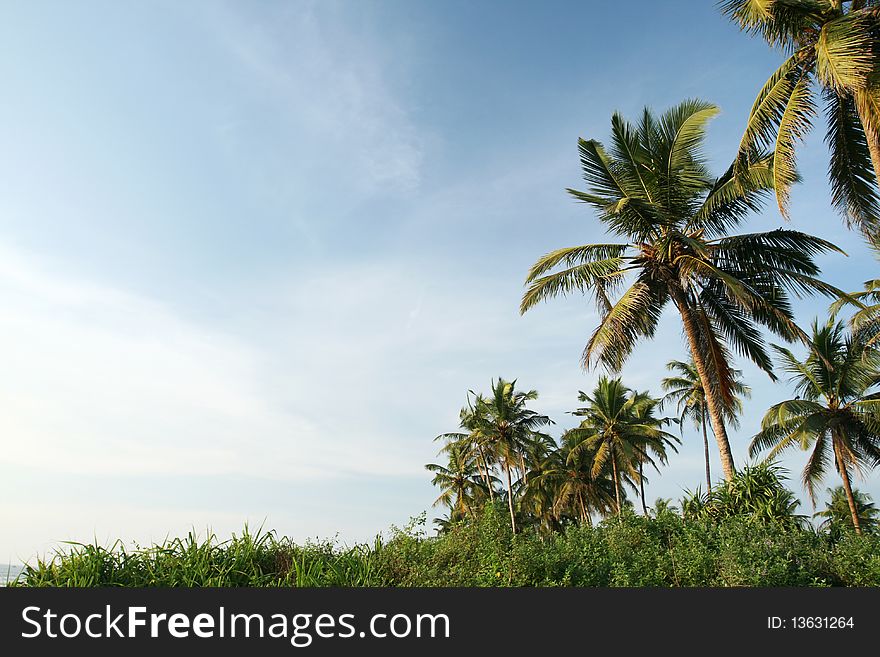 Tropical coconut palms and cloudy blue sky. Tropical coconut palms and cloudy blue sky