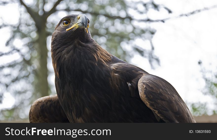 A Brown Eagle close-up portrait