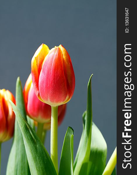 Orange and Yellow Tulips, isolated on gray with a narrow depth of field; in vertical orientation