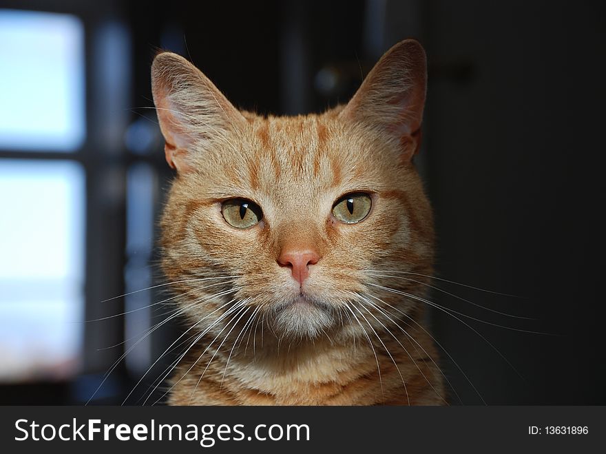 A cat sits and looks into a camera. A cat sits and looks into a camera