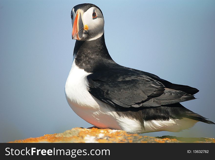 North Atlantic Puffin on the coast of Newfoundland, Canada