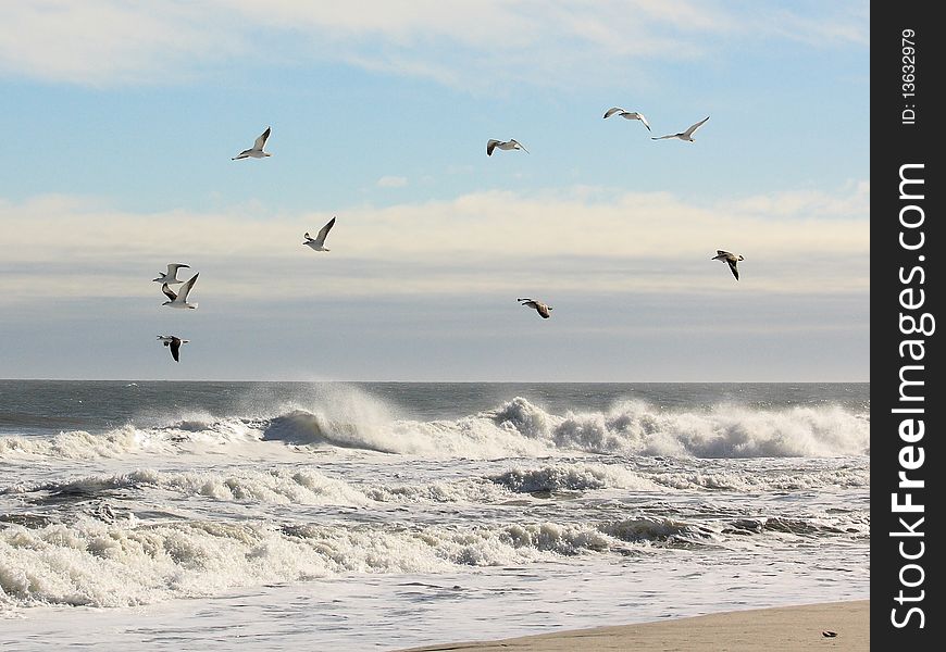 Flock of Laughing Gulls against the backdrop of a very turbulent ocean. Notice the lead Gull calling the flock.