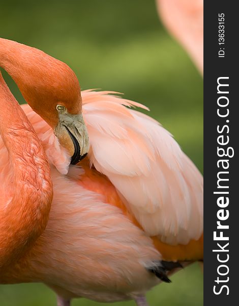 Lesser Flamingo (Phoeniconalas minor) cleaning his feathers