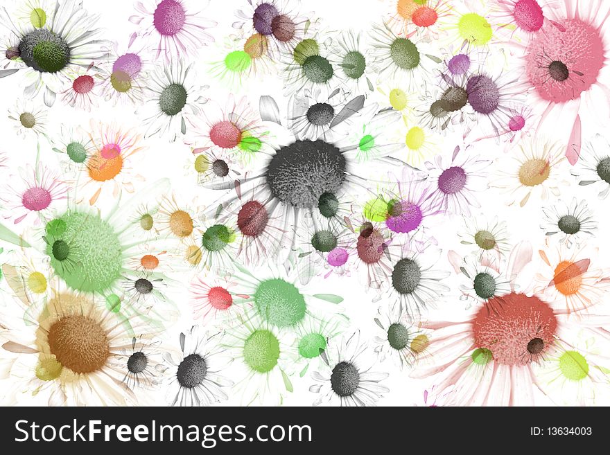 White background with scattered daisy flower in many different colors. White background with scattered daisy flower in many different colors