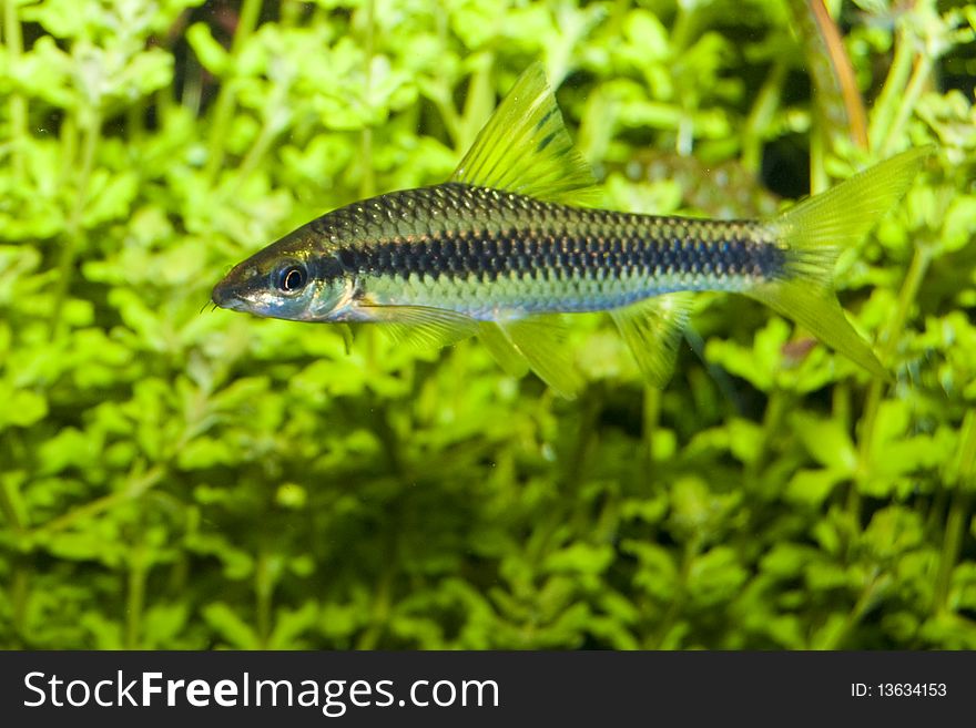 Barbus Fish In Aquarium