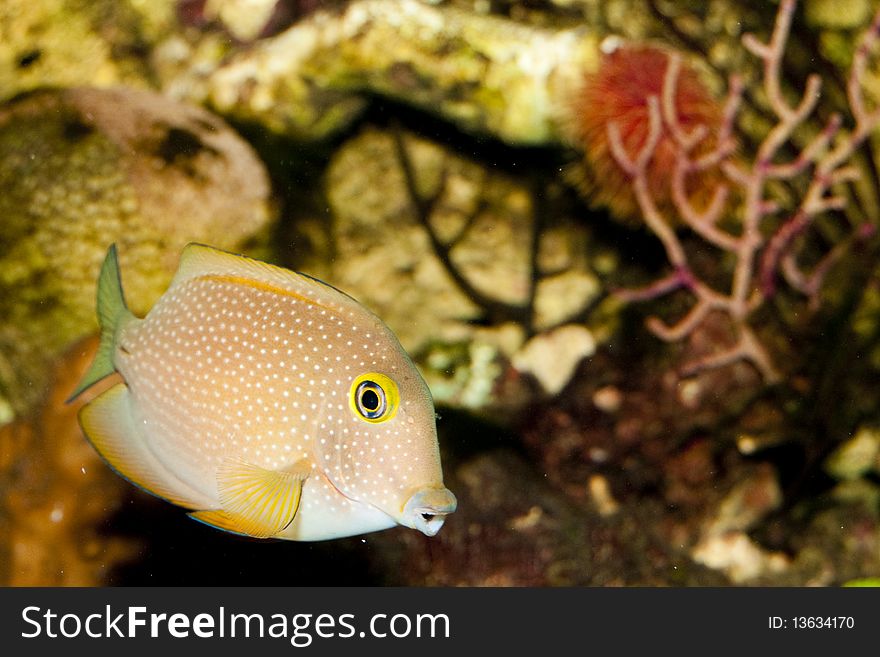 Surgeonfish in Saltwater, coral reef Aquarium. Surgeonfish in Saltwater, coral reef Aquarium