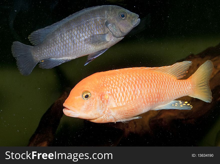 Red Cichlid in Freshwater Aquarium. Red Cichlid in Freshwater Aquarium